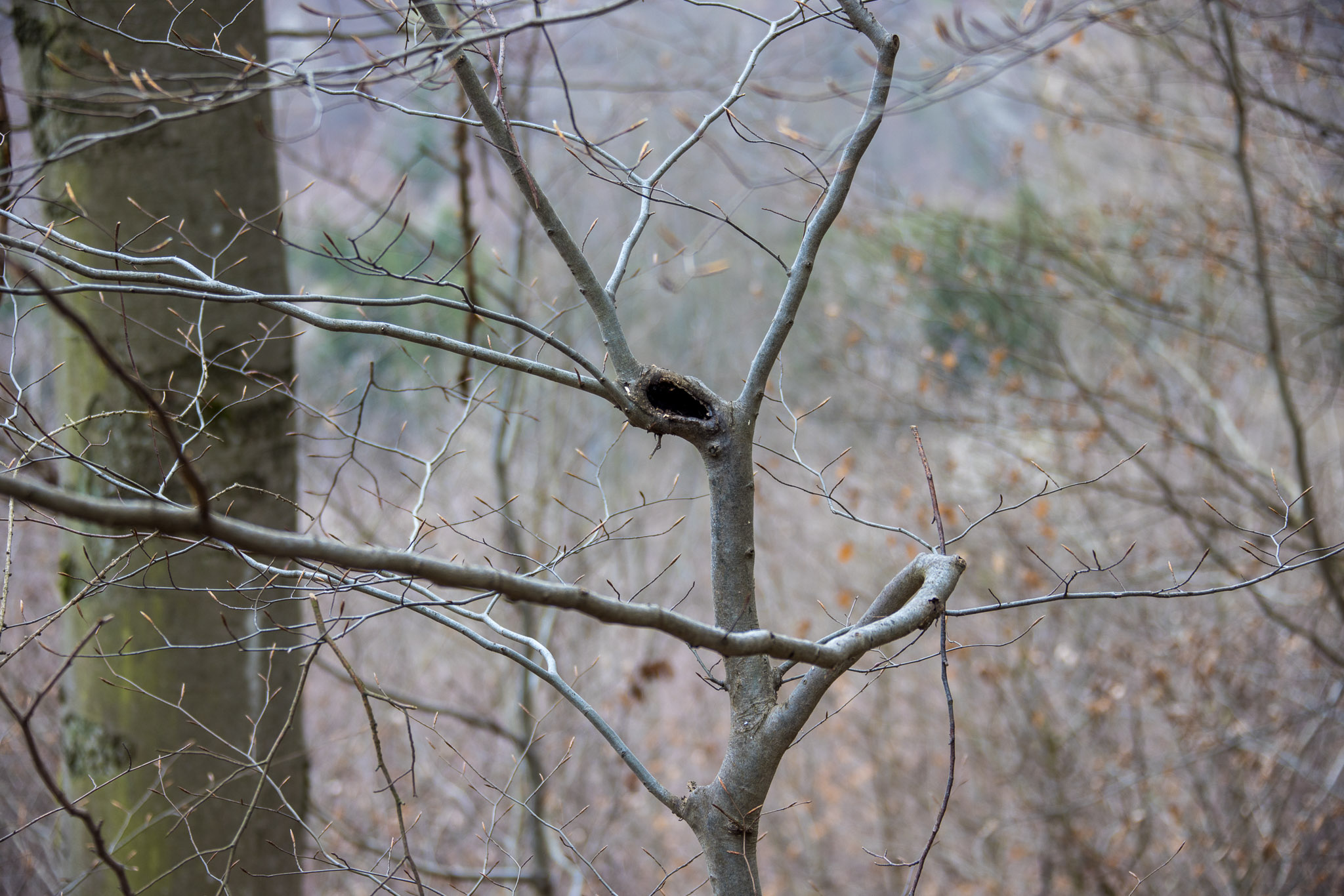 20220410113720 R5D 2050